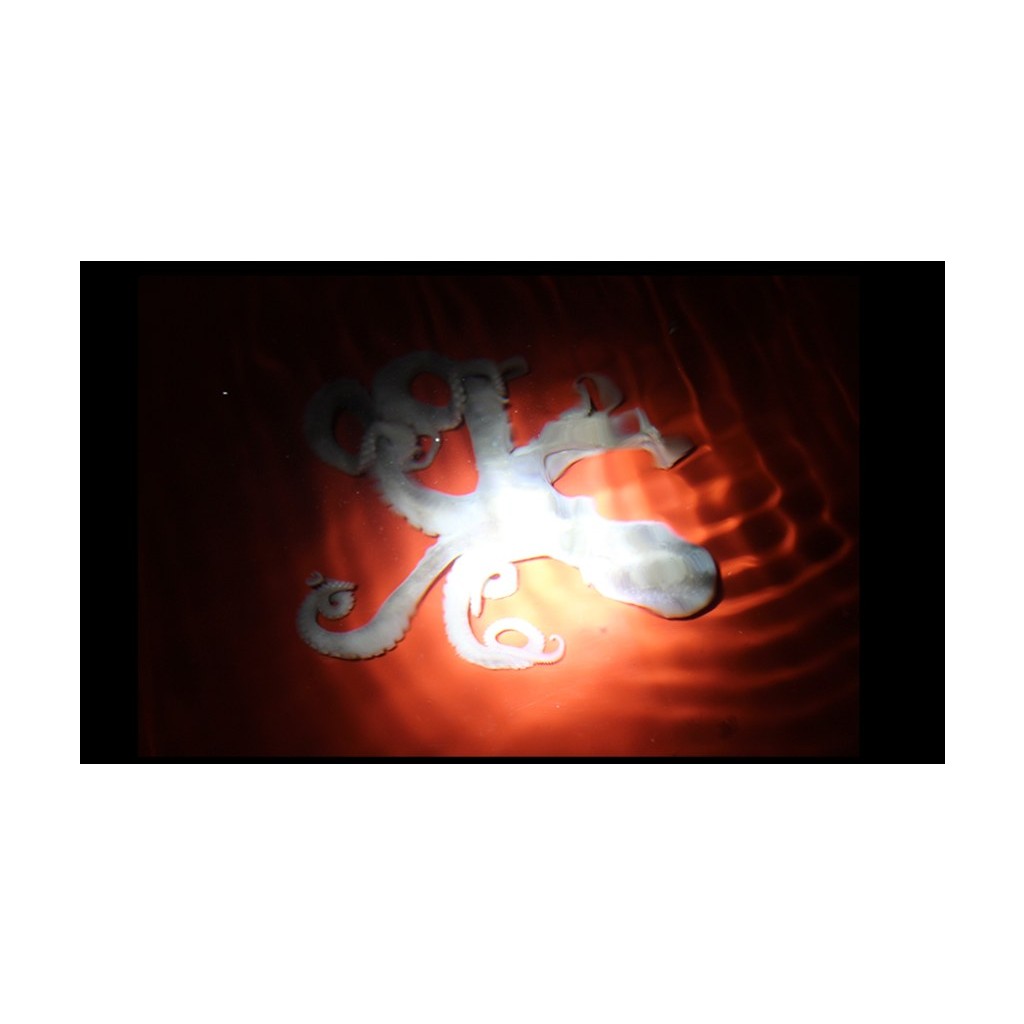 맥스토치 MBH 219 LED 초집중광 헤드랜턴 세트 9번째 이미지
